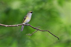 White-eyed Vireo